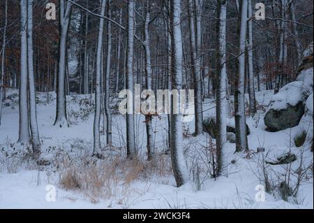 Un stand d'arbres enneigés parmi un fouillis de rochers dans la forêt. Banque D'Images
