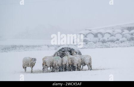 16 janvier 2024, Météo. Les brebis de Swaledale ont reçu du foin supplémentaire et de la nourriture pendant la tempête de neige qui a couvert les Yorkshire Dales près de Hawes à Wensleydale. North Yorkshire, Royaume-Uni. Crédit : Wayne HUTCHINSON/Alamy Live News Banque D'Images