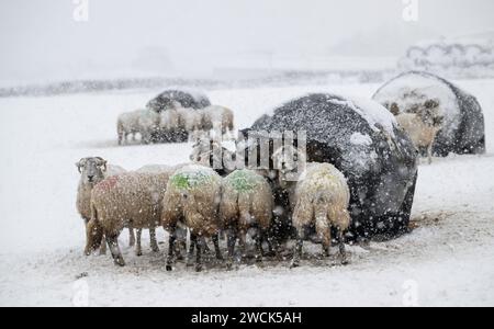 16 janvier 2024, Météo. Les brebis de Swaledale ont reçu du foin supplémentaire et de la nourriture pendant la tempête de neige qui a couvert les Yorkshire Dales près de Hawes à Wensleydale. North Yorkshire, Royaume-Uni. Crédit : Wayne HUTCHINSON/Alamy Live News Banque D'Images