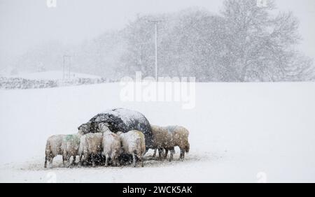 16 janvier 2024, Météo. Les brebis de Swaledale ont reçu du foin supplémentaire et de la nourriture pendant la tempête de neige qui a couvert les Yorkshire Dales près de Hawes à Wensleydale. North Yorkshire, Royaume-Uni. Crédit : Wayne HUTCHINSON/Alamy Live News Banque D'Images