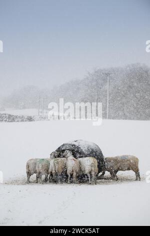 16 janvier 2024, Météo. Les brebis de Swaledale ont reçu du foin supplémentaire et de la nourriture pendant la tempête de neige qui a couvert les Yorkshire Dales près de Hawes à Wensleydale. North Yorkshire, Royaume-Uni. Crédit : Wayne HUTCHINSON/Alamy Live News Banque D'Images