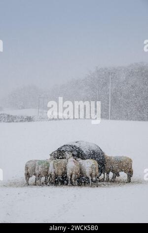 16 janvier 2024, Météo. Les brebis de Swaledale ont reçu du foin supplémentaire et de la nourriture pendant la tempête de neige qui a couvert les Yorkshire Dales près de Hawes à Wensleydale. North Yorkshire, Royaume-Uni. Crédit : Wayne HUTCHINSON/Alamy Live News Banque D'Images