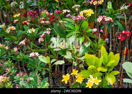 Saplings variétés hybrides de sélection de plantes plumeria avec des feuilles panachées de fleurs de différentes couleurs Banque D'Images