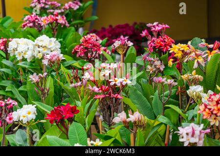 Gaufrettes variétés hybrides de sélection de plumeria plantes de fleurs de différentes couleurs. Banque D'Images