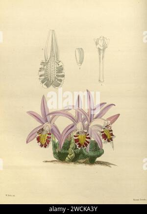 Un deuxième siècle de orchidaceous plants (PL 107) Banque D'Images