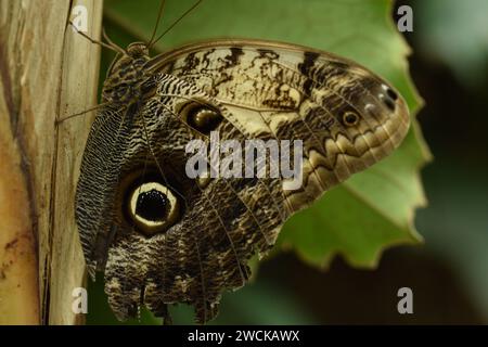 Macro photo de papillon dans le jardin Banque D'Images