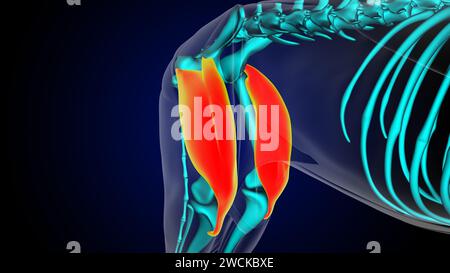 Muscle quadriceps anatomie musculaire du lion pour l'illustration 3D du concept médical Banque D'Images