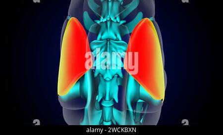 Muscle gluteus medius anatomie du muscle lion pour le concept médical illustration 3D. Banque D'Images