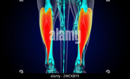 Muscle gastronemius anatomie musculaire du lion pour le concept médical illustration 3D. Banque D'Images