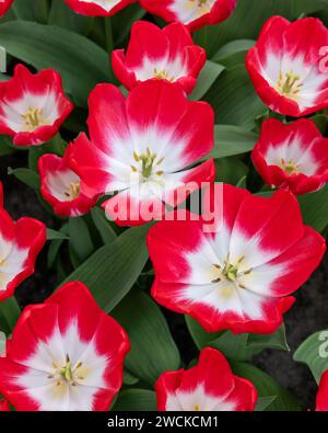 Tulipe blanche et rouge appelée pipi, groupe Triumph. Les tulipes sont divisées en groupes qui sont définis par leurs caractéristiques florales Banque D'Images