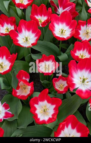 Tulipe blanche et rouge appelée pipi, groupe Triumph. Les tulipes sont divisées en groupes qui sont définis par leurs caractéristiques florales Banque D'Images