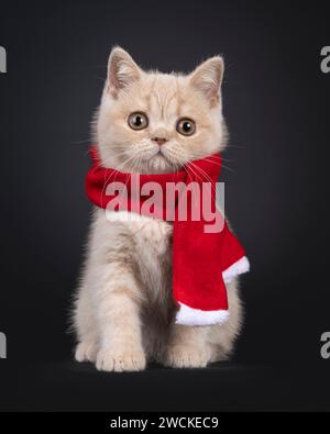 Mignon chat British Shorthair chaton, assis face à l'avant portant une écharpe rouge autour du cou. Regarder vers l'appareil photo. Isolé sur fond noir. Banque D'Images