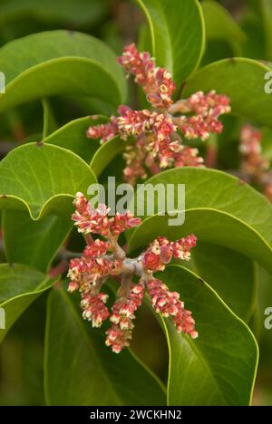 Sugarbush (Rhus ovata), dos Picos Regional County Park, San Diego County, Californie Banque D'Images