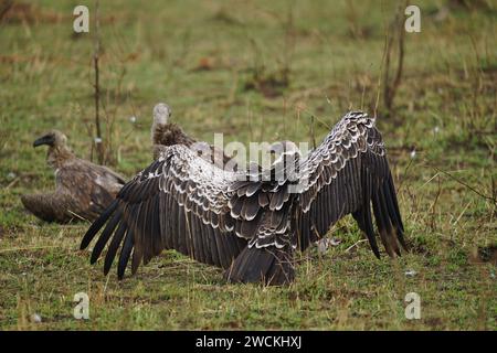 oiseau vautour par derrière, ailes ouvertes, assis sur le sol Banque D'Images