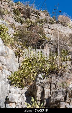 Agaves et cactus aux poires de Barbarie poussant sur une paroi rocheuse à Box Canyon dans le désert de Sonora au sud de Tucson, Arizona. Banque D'Images