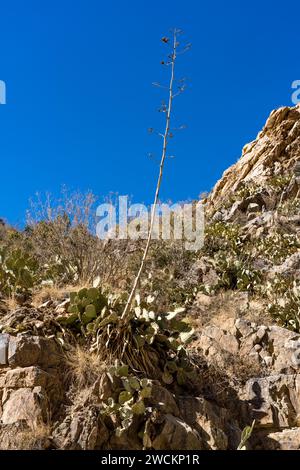 Agaves et cactus aux poires de Barbarie poussant sur une paroi rocheuse à Box Canyon dans le désert de Sonora au sud de Tucson, Arizona. Banque D'Images