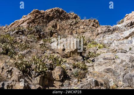 Agaves et cactus aux poires de Barbarie poussant sur une paroi rocheuse à Box Canyon dans le désert de Sonora au sud de Tucson, Arizona. Banque D'Images