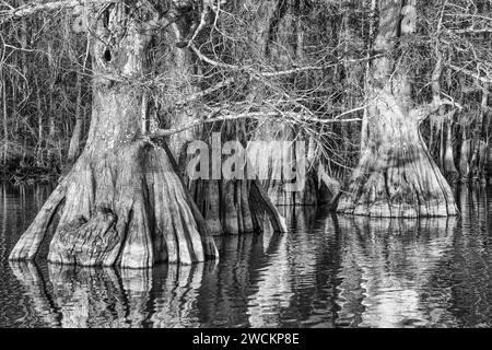 Troncs de cyprès chauve vieux dans le lac Dauterive dans le bassin Atchafalaya ou marais en Louisiane. Banque D'Images