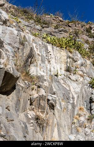 Agaves et cactus aux poires de Barbarie poussant sur une paroi rocheuse à Box Canyon dans le désert de Sonora au sud de Tucson, Arizona. Banque D'Images