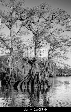 Vieux cyprès chauves dans le lac Dauterive dans le bassin Atchafalaya ou marais en Louisiane. Banque D'Images
