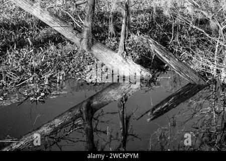 Troncs d'arbres tombés reflétés dans un lac dans le bassin d'Atchafalaya en Louisiane. La jacinthe d'eau envahissante recouvre l'eau. Banque D'Images