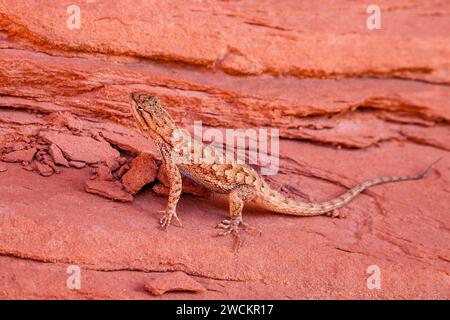 Un lézard mâle de clôture du plateau, Sceloporus tristichus, dans Mystery Valley dans le Monument Valley Navajo Tribal Park en Arizona. Banque D'Images