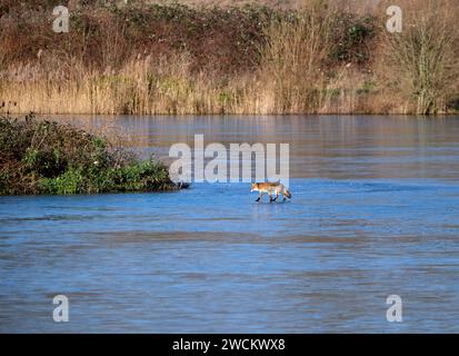 Renard marchant sur le lac gelé. Molesey RESERVOIRS nature Reserve, West Molesey, Surrey, Angleterre. Banque D'Images