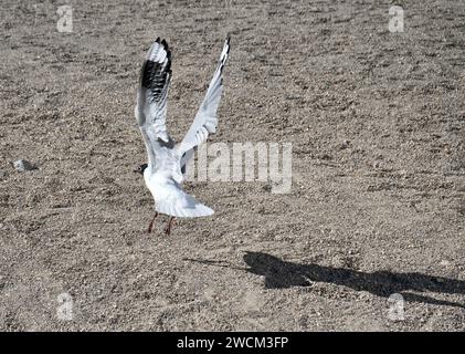 Une mouette noire et blanche (Leucophaeus atricilla) glisse vers l'atterrissage avec une ombre sur le sol. Antofagasta, Chili. Banque D'Images