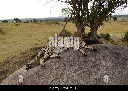 cheetah mâle dans la savane, herbe, roche, ponte Banque D'Images