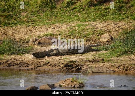 crocodile reposant sur le rivage, rivière Banque D'Images