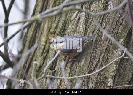 Nuthatche eurasienne (Sitta europaea) accrochée à un tronc d'arbre en profil gauche, milieu de l'image, encadrée par des brindilles de premier plan, prise en hiver au Royaume-Uni Banque D'Images