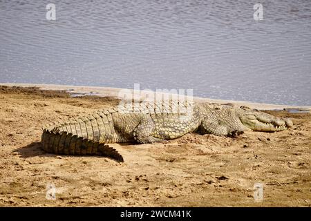 crocodile reposant sur le rivage, rivière Banque D'Images