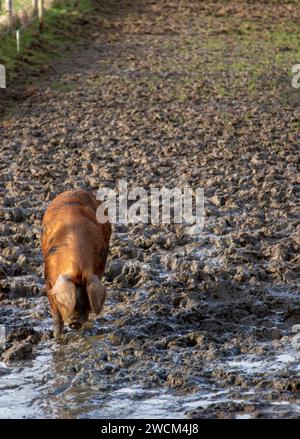 Oxford Sandy et Black Pig (également connu sous le nom de Plum Pudding et Oxford Forest Pig) enracinés dans le champ piétiné dans un désordre boueux. Banque D'Images