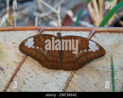 Un papillon Euthalia aconthea perché délicatement sur une feuille verte vibrante, se prélassant dans la chaleur du soleil d'un cadre extérieur serein Banque D'Images