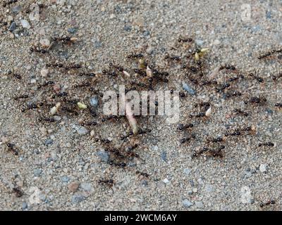 Gros plan d'un groupe de fourmis noires occupées au travail, construisant leur fourmilière dans une parcelle de sable au milieu d'une herbe verte luxuriante Banque D'Images