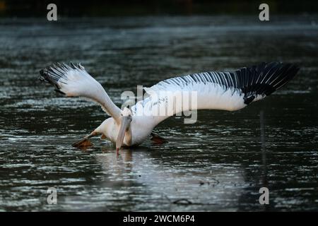 16 janvier 2024 : alors que les températures au Royaume-Uni chutent en dessous de zéro, les pélicans de St James's Park, Londres luttent pour négocier la glace.les tentatives de libérer un oiseau en difficulté échouent, mais heureusement, l'oiseau finit par se frayer un chemin vers la sécurité. Les gardiens donnent à l'oiseau fatigué un bilan de santé rapide avant de le relâcher. Banque D'Images