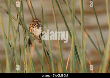 Sparrow en jonc, Cosumnes River préserver, en Californie Banque D'Images