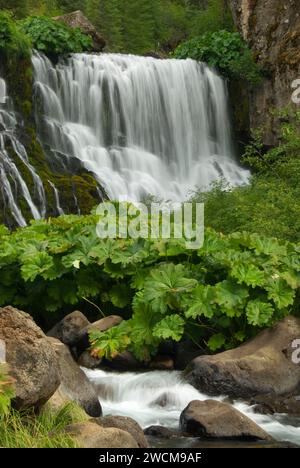 Milieu McCloud Falls, Shasta-Trinity National Forest, Californie Banque D'Images