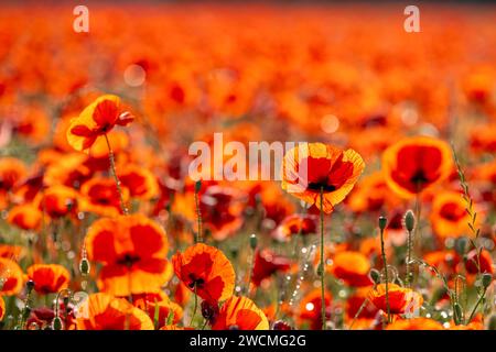 Un champ de coquelicots rouge radieux au petit matin couvert de rosée Banque D'Images