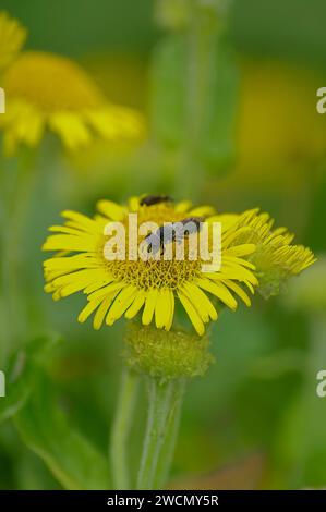 Gros plan coloré vertical naturel sur une abeille en résine à grande tête, Heriades truncorum assis sur une fleur jaune dans le jardin Banque D'Images