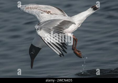 Une petite mouette avec un corps blanc et un dos et des ailes gris foncé. Sa tête est brun chocolat avec un croissant blanc au-dessus de ses yeux. Le bec de l'oiseau est rouge. Banque D'Images