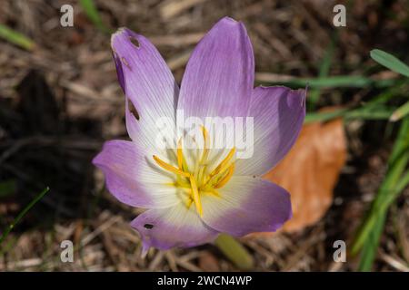 Gros plan d'une fleur de crocus d'automne (colchium autumnale) en fleur Banque D'Images