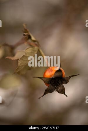 rose hanches en hiver, jardin d'hiver, rose sauvage macro Banque D'Images