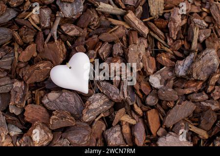 Coeur en pierre repose sur l'écorce d'arbre Banque D'Images