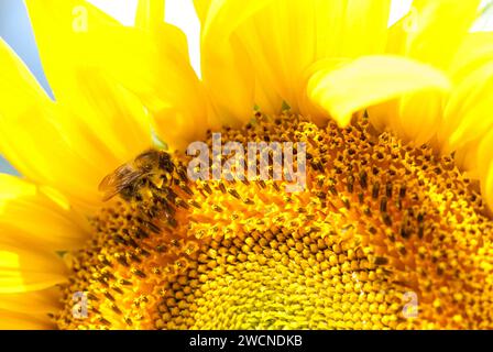 Carder-abeille commune (Bombus pascuorum), abeille sauvage recueille du pollen sur la fleur jaune vif d'un tournesol (Helianthus annuus), Basse-Saxe, Allemagne Banque D'Images