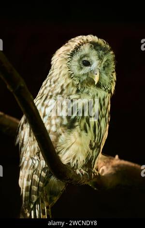 Hibou de l'Oural (Strix uralensis), captif, Allemagne Banque D'Images