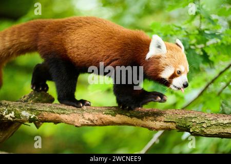 Panda rouge (Ailurus fulgens) marchant sur un arbre, Allemagne Banque D'Images