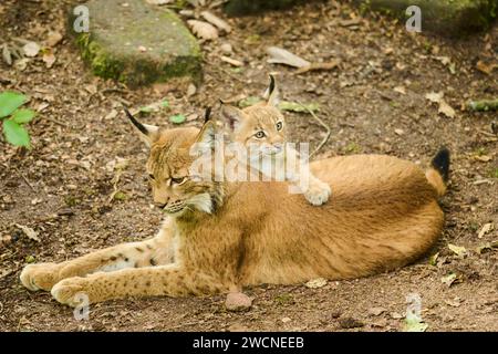 Mère lynx eurasienne (Lynx lynx) avec son jeune allongé sur le sol, Bavière, Allemagne Banque D'Images