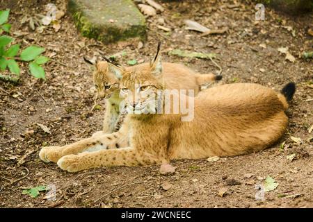 Mère lynx eurasienne (Lynx lynx) avec son jeune allongé sur le sol, Bavière, Allemagne Banque D'Images