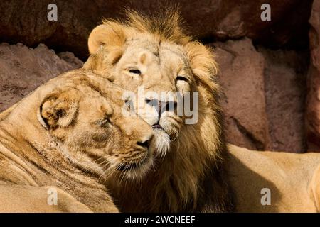 Lion asiatique (Panthera leo persica), mâle et femelle couché, captif, Allemagne Banque D'Images